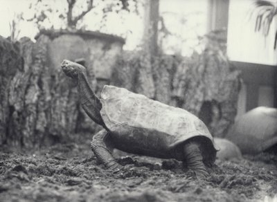 Abingdon Pinta Island Giant Tortoise at London Zoo, March 1914 by Frederick William Bond